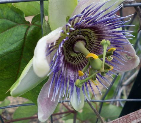 passion flower drug interactions