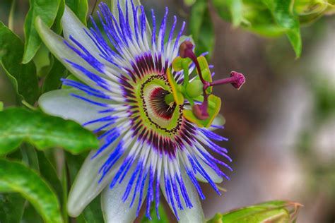 passion flower for sleep