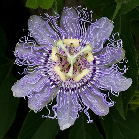 passion flower for sleep reviews