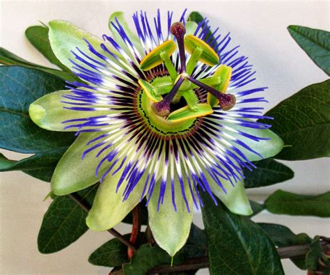 passion flower from seed