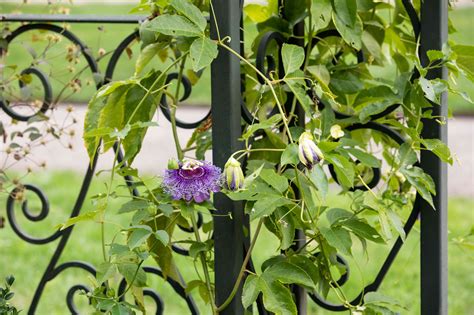 passion flower growing tips