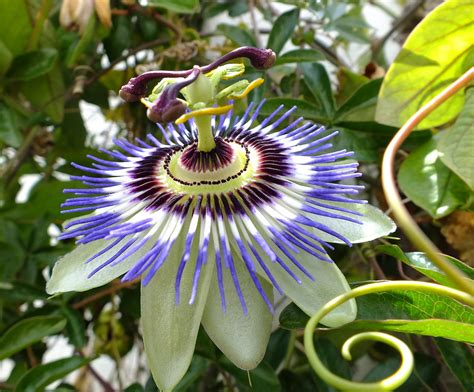 passion flower in spanish