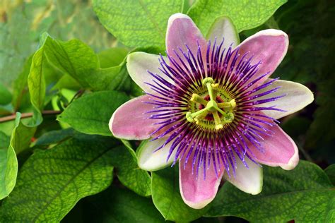 passion flower leaves images