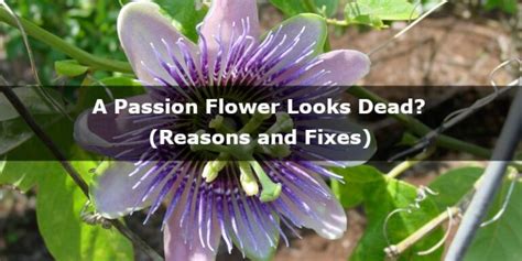 passion flower looks dead