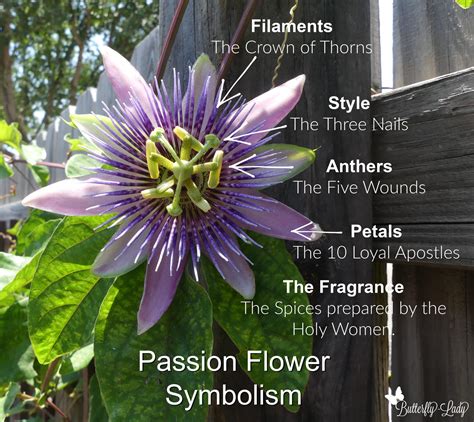 passion flower meaning in english