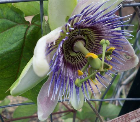 passion flower medication interactions