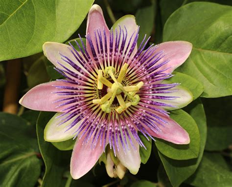 Passion Flower Pic