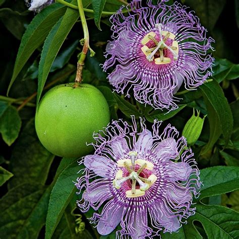 passion flower plant seeds