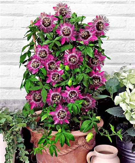 passion flower potted vines