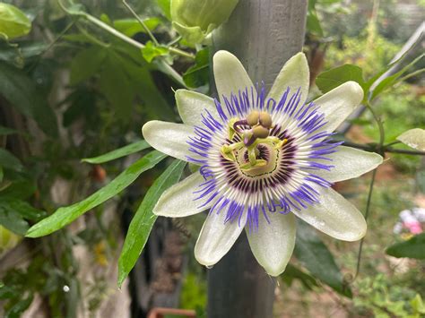 passion flower poultice