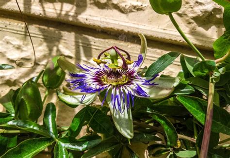 passion flower pruning in spring how to