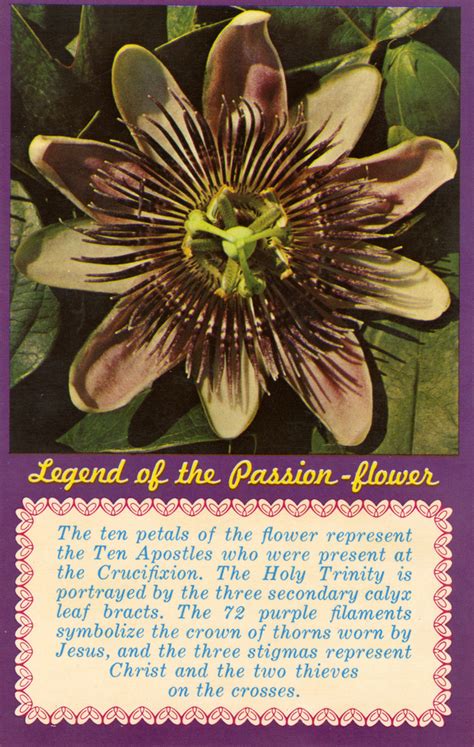 passion flower story of the passion flower