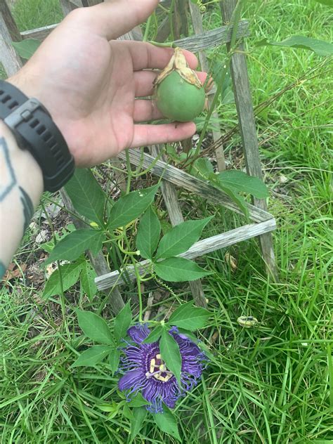 passion flower vine seed pods