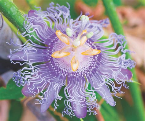 passion flower when to prune