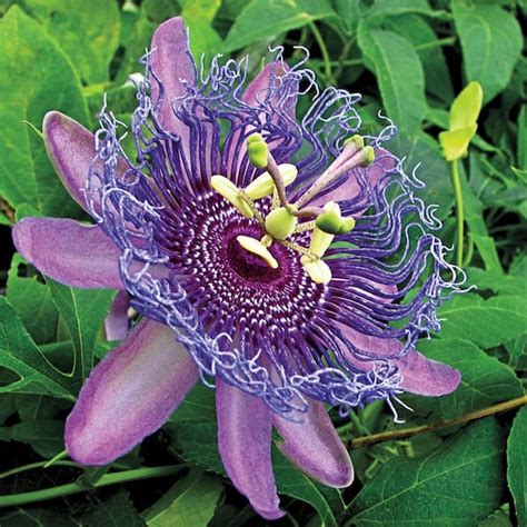 Passion Flower Zone 6