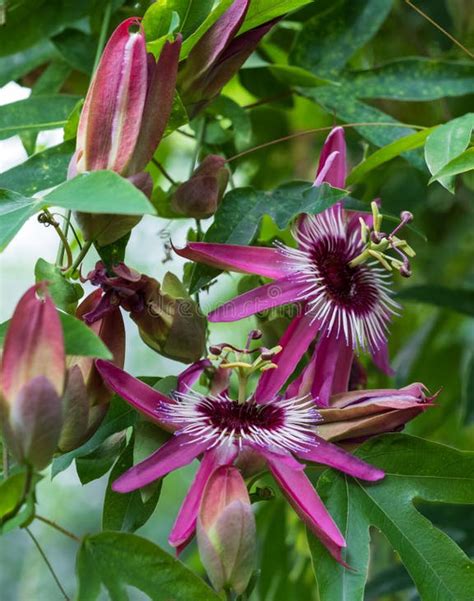 Passion Flowers Evergreen