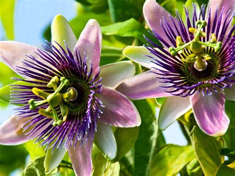 Passion Flowers Vine