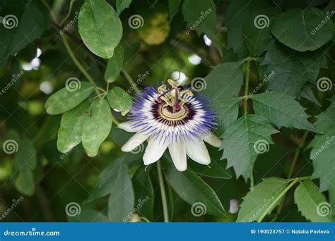 passion flowers winter hardy