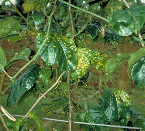 passion fruit diseases pictures