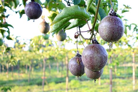 passion fruit growing zones