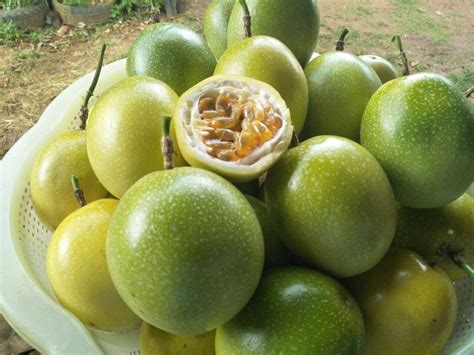 passion fruit in english