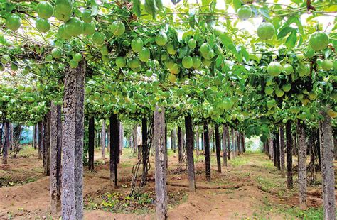 passion fruit plantation