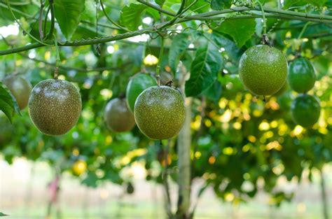 passion fruit plants outdoor