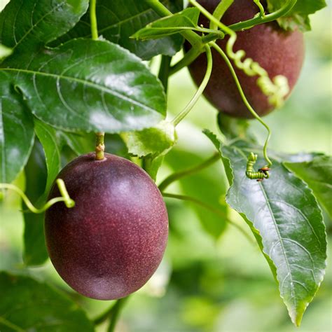 passion fruit vine