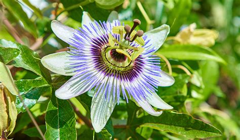 passionflower for severe anxiety