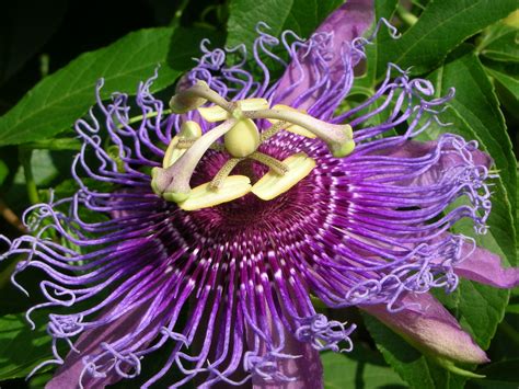 passionflower herb