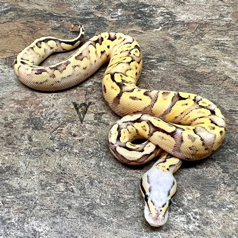Pastel Enchi Vanilla Ball Python
