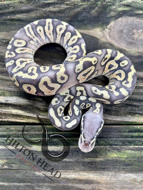 Pastel Ghost Python