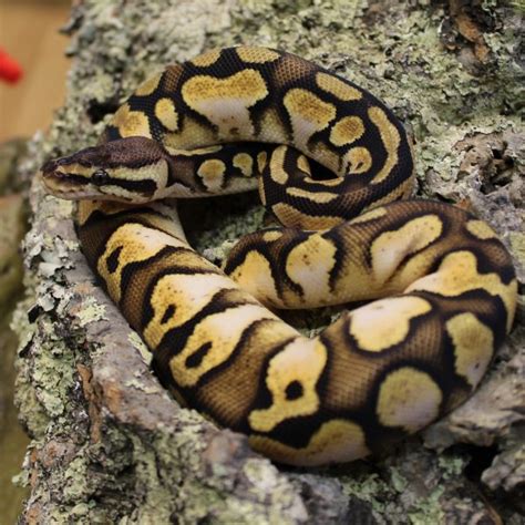 Pastel Royal Python For Sale Uk
