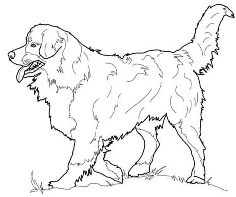 pasterski pies berneński kolorowanka