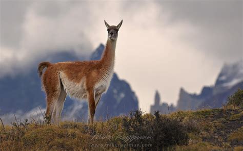 patagonia south america animals