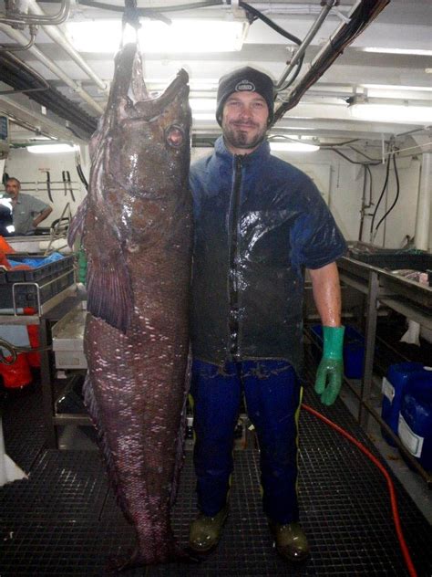 patagonian toothfish are prey for