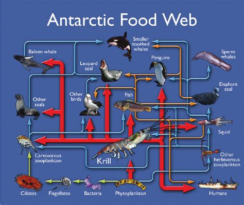 patagonian toothfish food web