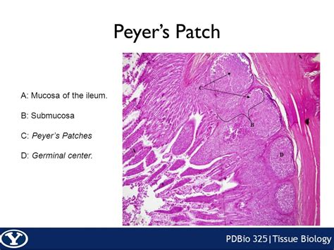 Patch Definition In Biology