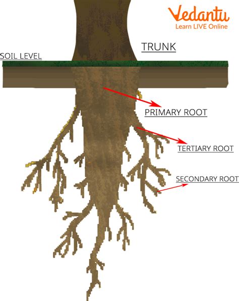 Pate Root Definition