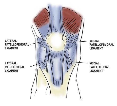 patellar ligament vs tendon