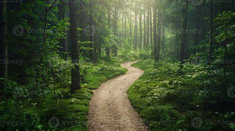 Path through Forest