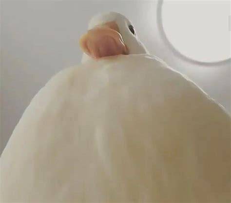 Shy ducky Really funny memes, Cute memes, Animal memes