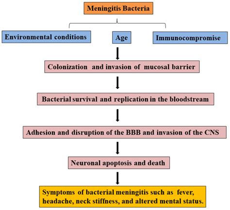 pathogenesis of bacterial meningitis