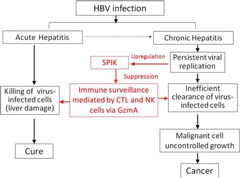 pathogenesis of hepatitis b virus
