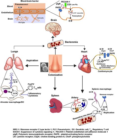 pathogenesis of streptococcus pneumoniae pdf