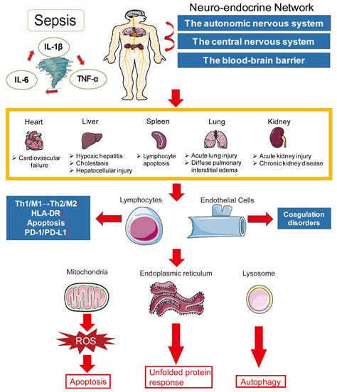 pathological physiology of sepsis