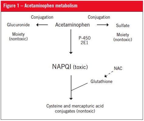 pathophysiology of acetaminophen toxicity