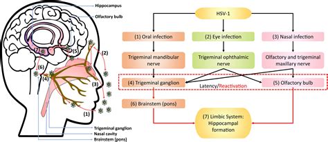 pathophysiology of hsv 1