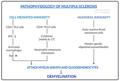 pathophysiology of multiple sclerosis ppt