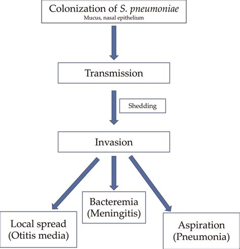 pathophysiology of streptococcus pneumoniae